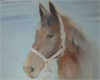 "A horse named Beda" - oljemålning